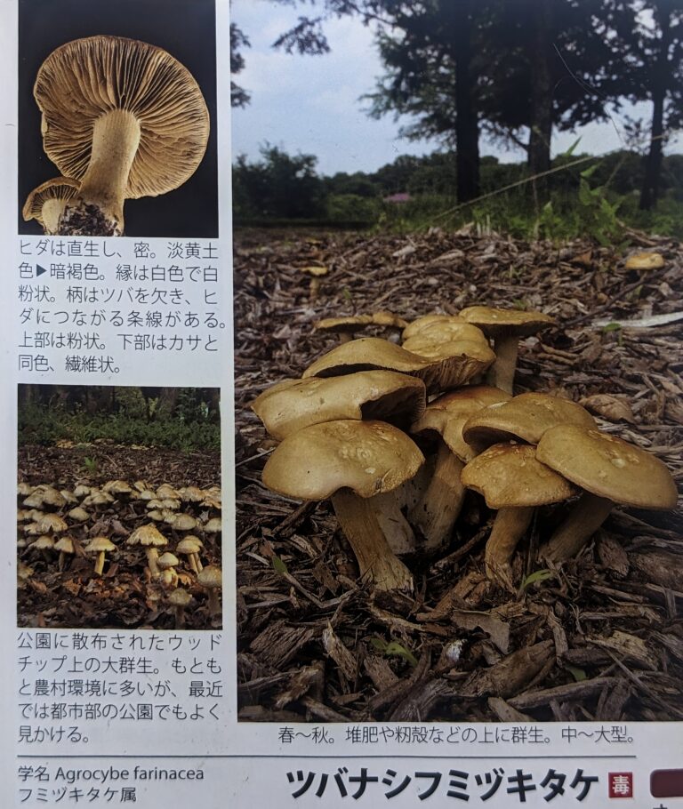 Page 129 from 柳沢まきよし. ポケット図鑑日本のキノコ 262. 4th ed. 文ー総合出版; 2016. The only photographs of A. farinacea I've been able to find