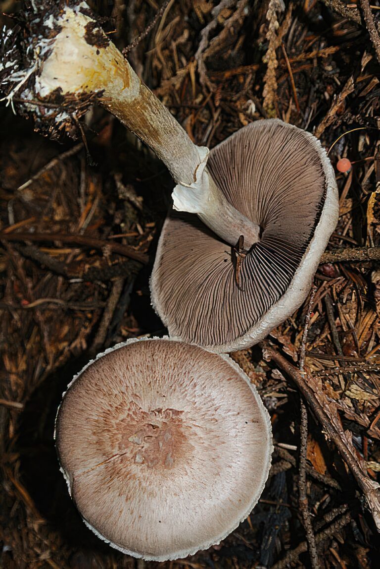 Dick Culbert from Gibsons, B.C., Canada, CC BY 2.0, via Wikimedia Commons, topaz enhanced resolution