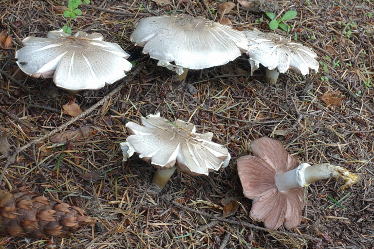 Strobilomyces, CC BY-SA 3.0, via Wikimedia Commons