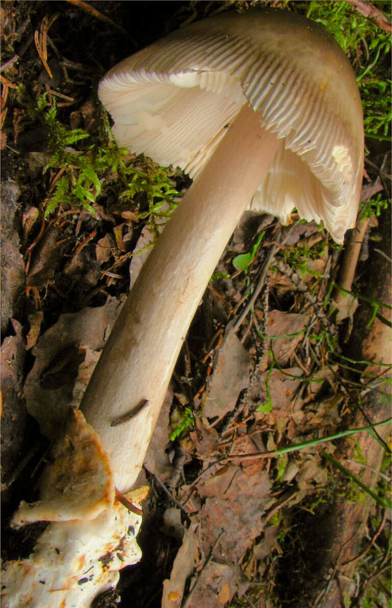 2009-08-20_Amanita_battarrae_(Boud.)_Bon_54495.jpg:This image was created by user Irene Andersson (irenea) at Mushroom Observer, a source for mycological images.You can contact this user here.English | español | français | italiano | македонски | മലയാളം | português | +/−derivative work: Ak ccm, CC BY-SA 3.0, via Wikimedia Commons