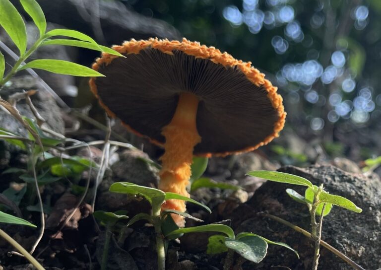 "Agaricus crocopeplus" by Michael Meiring is licensed under CC BY 4.0 .