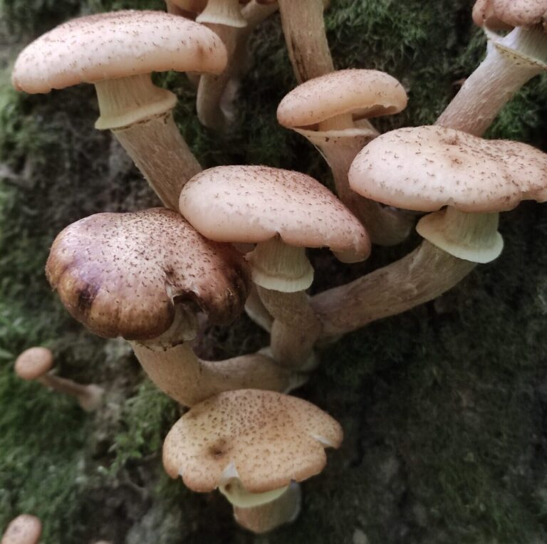 "Armillaria borealis" by Марина Давлетшина is licensed under CC BY 4.0 .